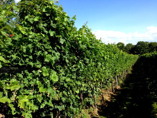 winery at lagrange vines